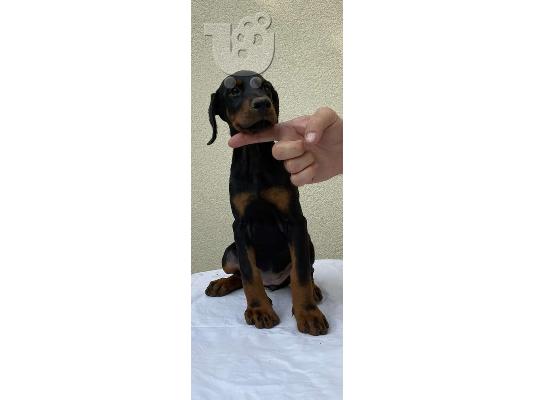 Doberman κουτάβια
